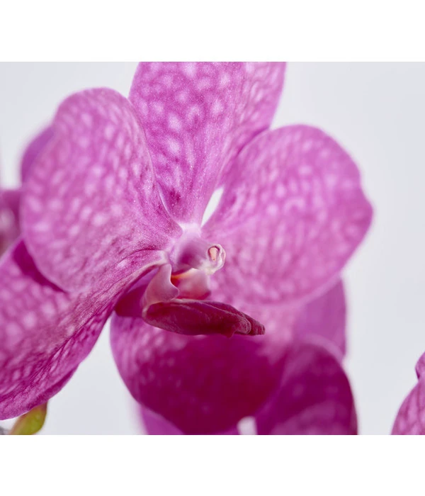 Orchidee - Vanda Cultivars 'Vanda', Im Glas – Bild 4