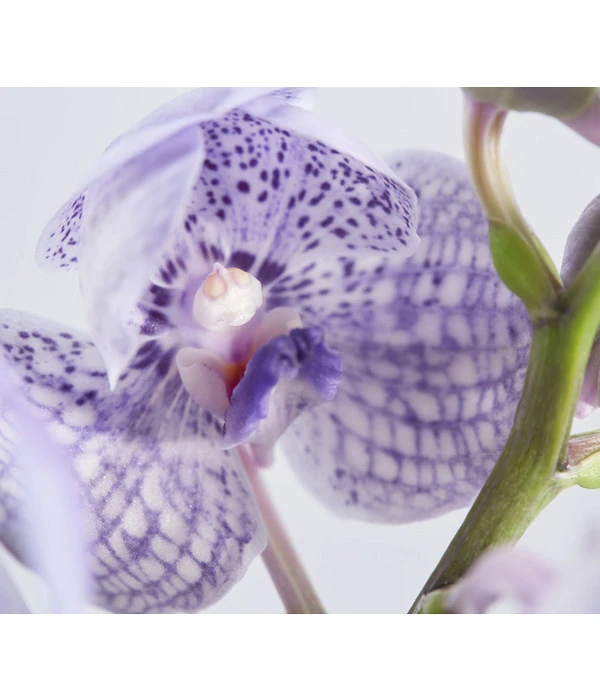 Orchidee - Vanda Cultivars 'Vanda', Im Glas – Bild 5