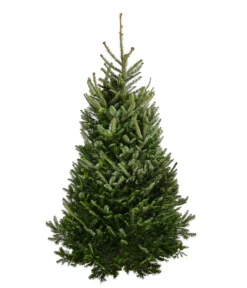 Fraser-Tanne, Ca. 175-200 Cm, Gesägt