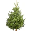 Bio Nordmann-Tanne, Ca. 150-200 Cm, Gesägt