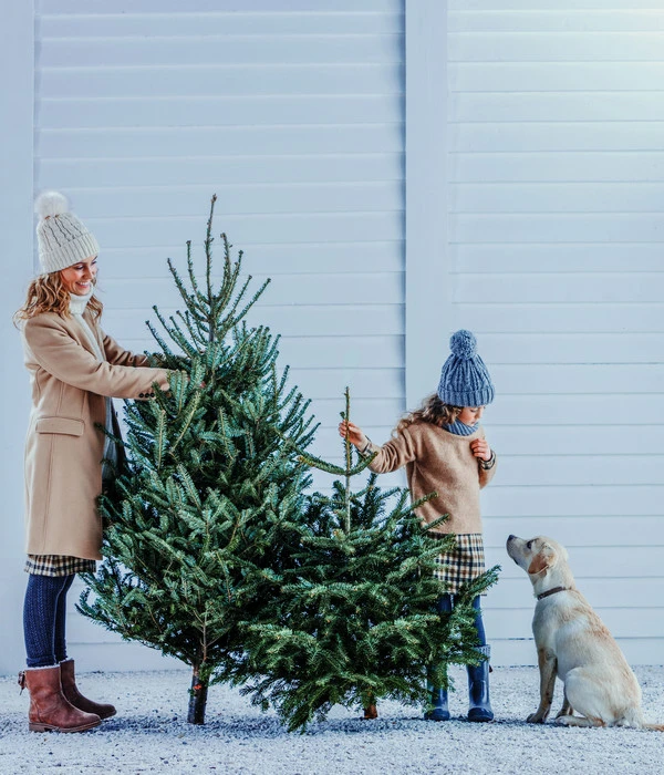 Bio Nordmann-Tanne, Ca. 150-200 Cm, Gesägt – Bild 2