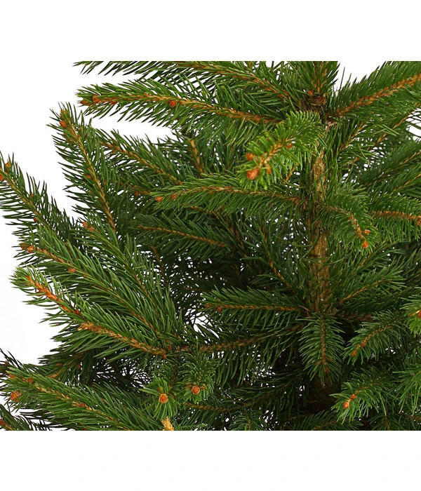 Stech-Fichte, Ca. 40-60 Cm, Im Topf Gewachsen – Bild 2